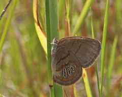 Neonympha areolatus