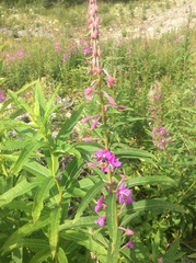 Bombus centralis