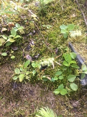 Bombus centralis