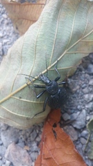 Cychrus tuberculatus