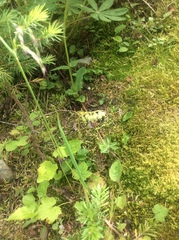 Bombus centralis