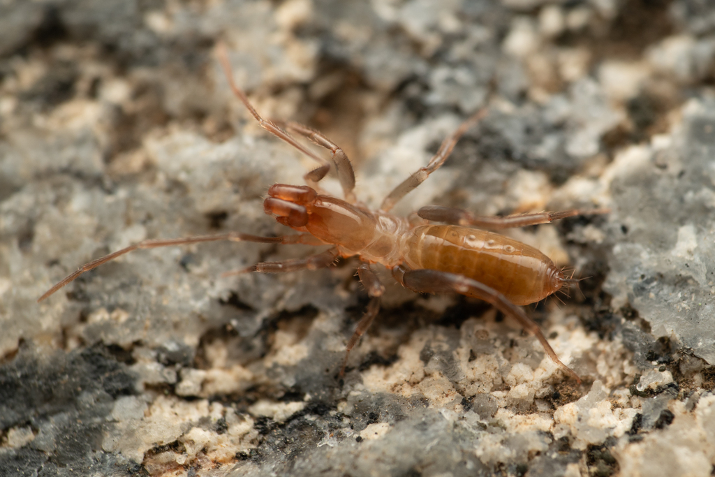 Arroyo Seco Short-tailed Whipscorpion