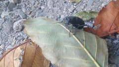 Cychrus tuberculatus