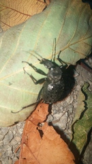 Cychrus tuberculatus