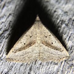 Macrochilo hypocritalis