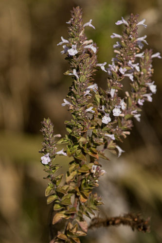 African Whitweed
