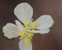 Xyris caroliniana