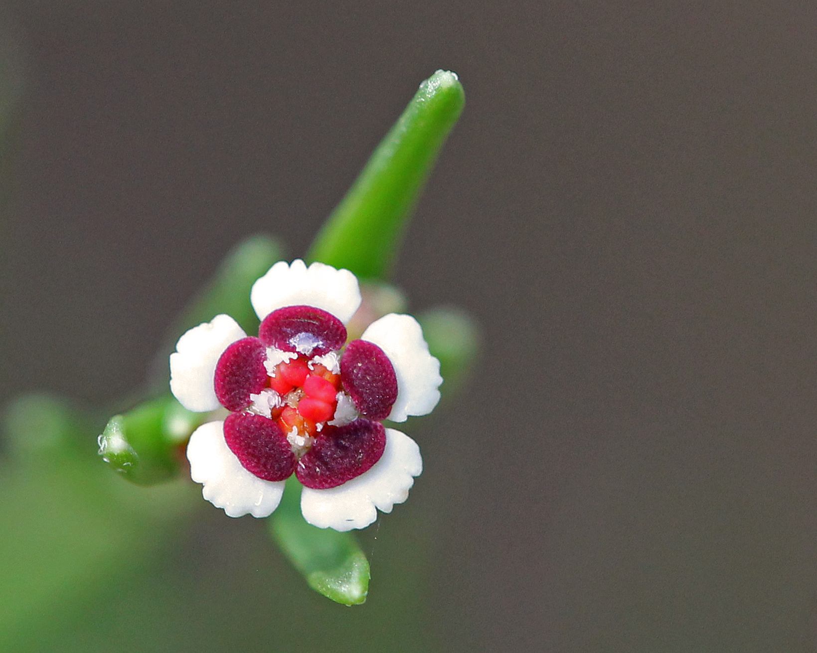 Euphorbia polyphylla