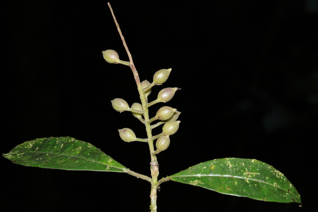 Polyosma integrifolia (Polyosma integrifolia)