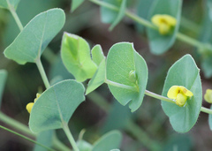 Baptisia perfoliata