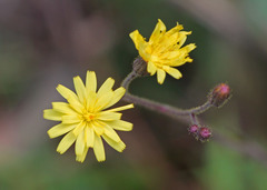 Hieracium megacephalon
