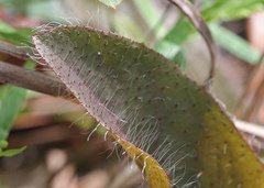 Hieracium megacephalon