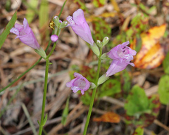 Physostegia purpurea