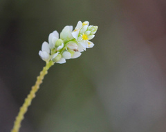 Polygala setacea