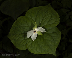 Trillium simile