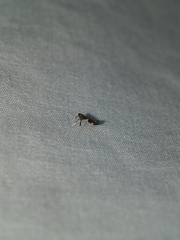 Caloptilia bimaculatella