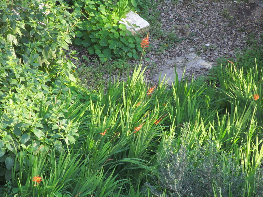 Chasmanthe floribunda, Coimbra, Portugal