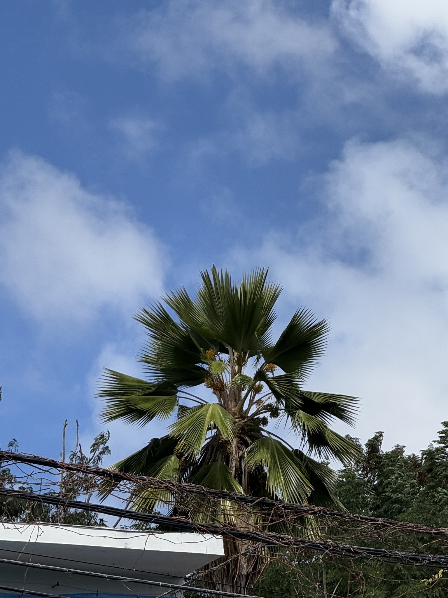 Imagem de Palmeira-fiji