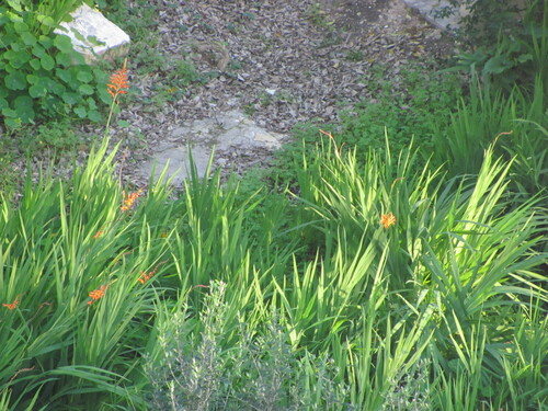 Chasmanthe floribunda