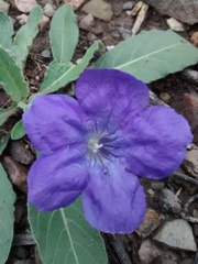 Ruellia lactea