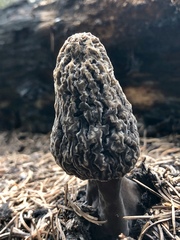 Morchella tomentosa