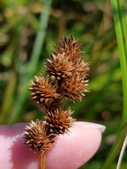 Carex normalis