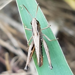 Omocestus panteli
