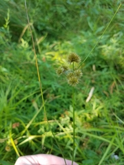 Juncus brachycarpus
