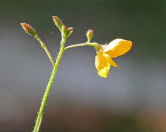 Chapmannia floridana