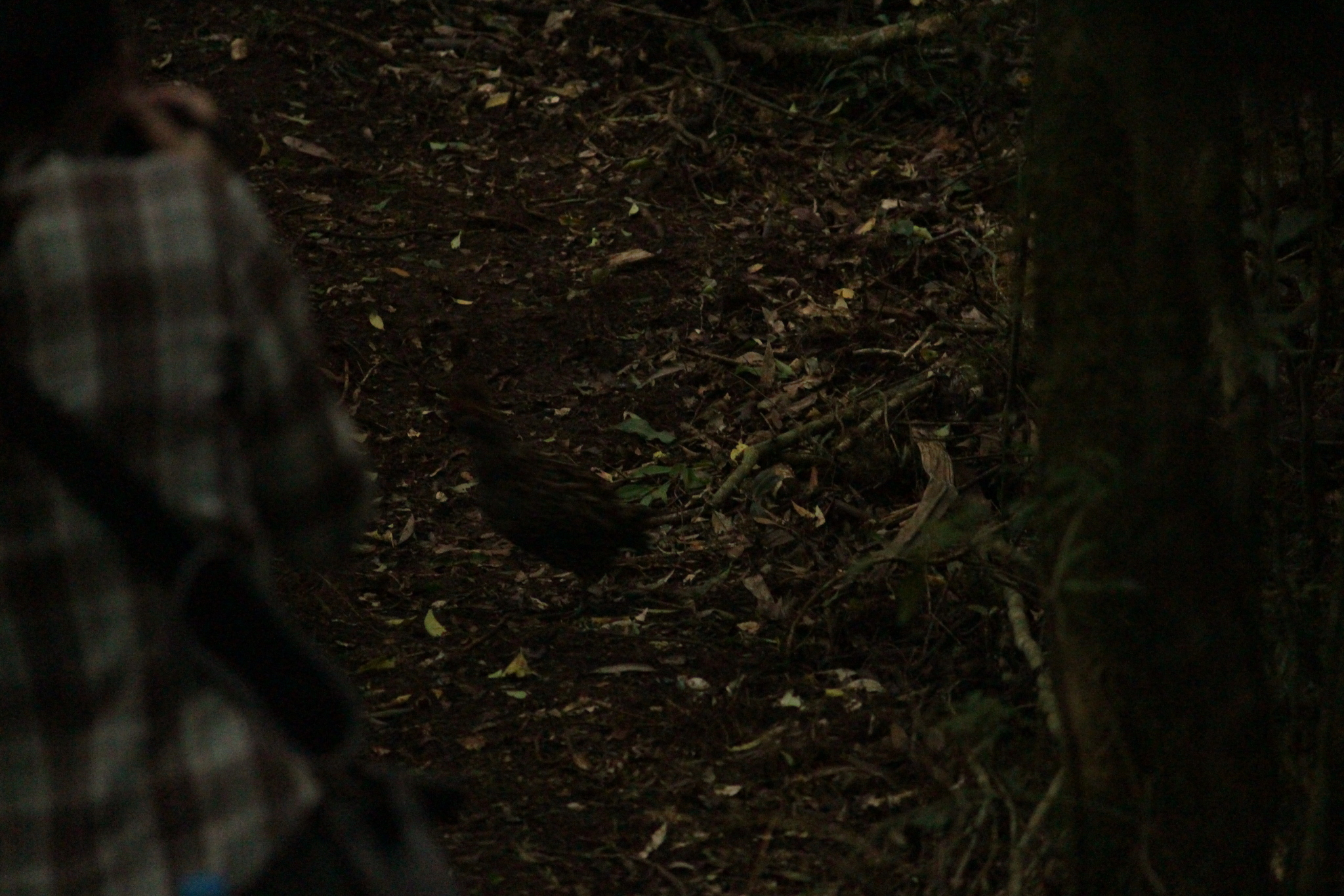 Spot-winged Wood Quail (Odontophorus capueira), photo 2