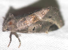 Plagiomimicus pityochromus