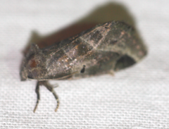 Plagiomimicus pityochromus