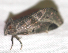 Plagiomimicus pityochromus