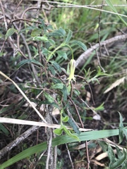 Billardiera mutabilis