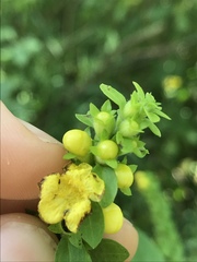 Pedicularideae