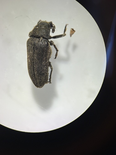Cedar beetle (Sandalus petrophya) photo 3