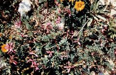 Sulla glomerata, photograph zebedeugalinha, CC BY, iNaturalist via GBIF