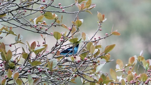 Turquoise Dacnis (Dacnis hartlaubi), photo 8