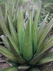 Agave triangularis