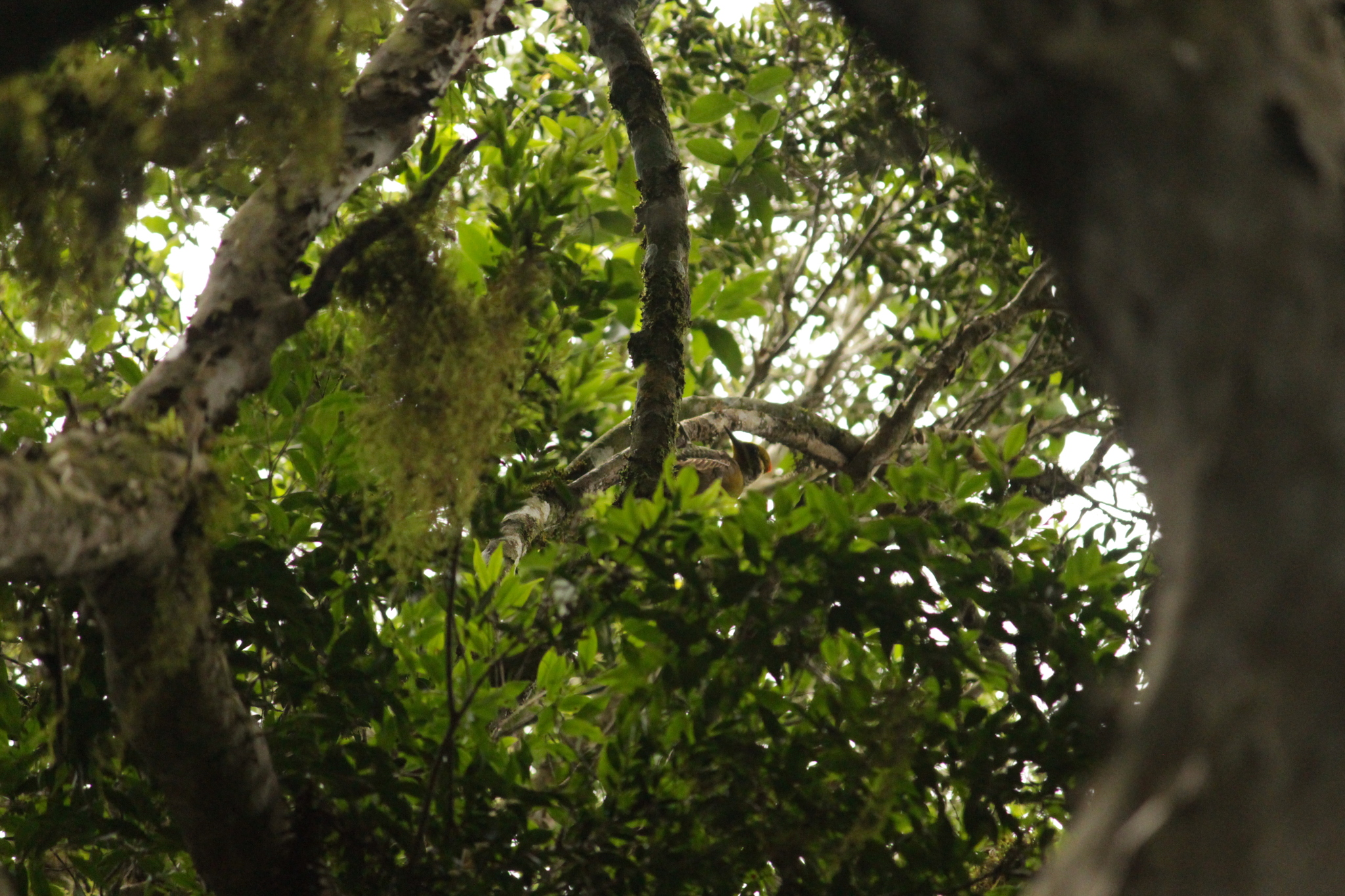 Yellow-browed Woodpecker (Piculus aurulentus), photo 8
