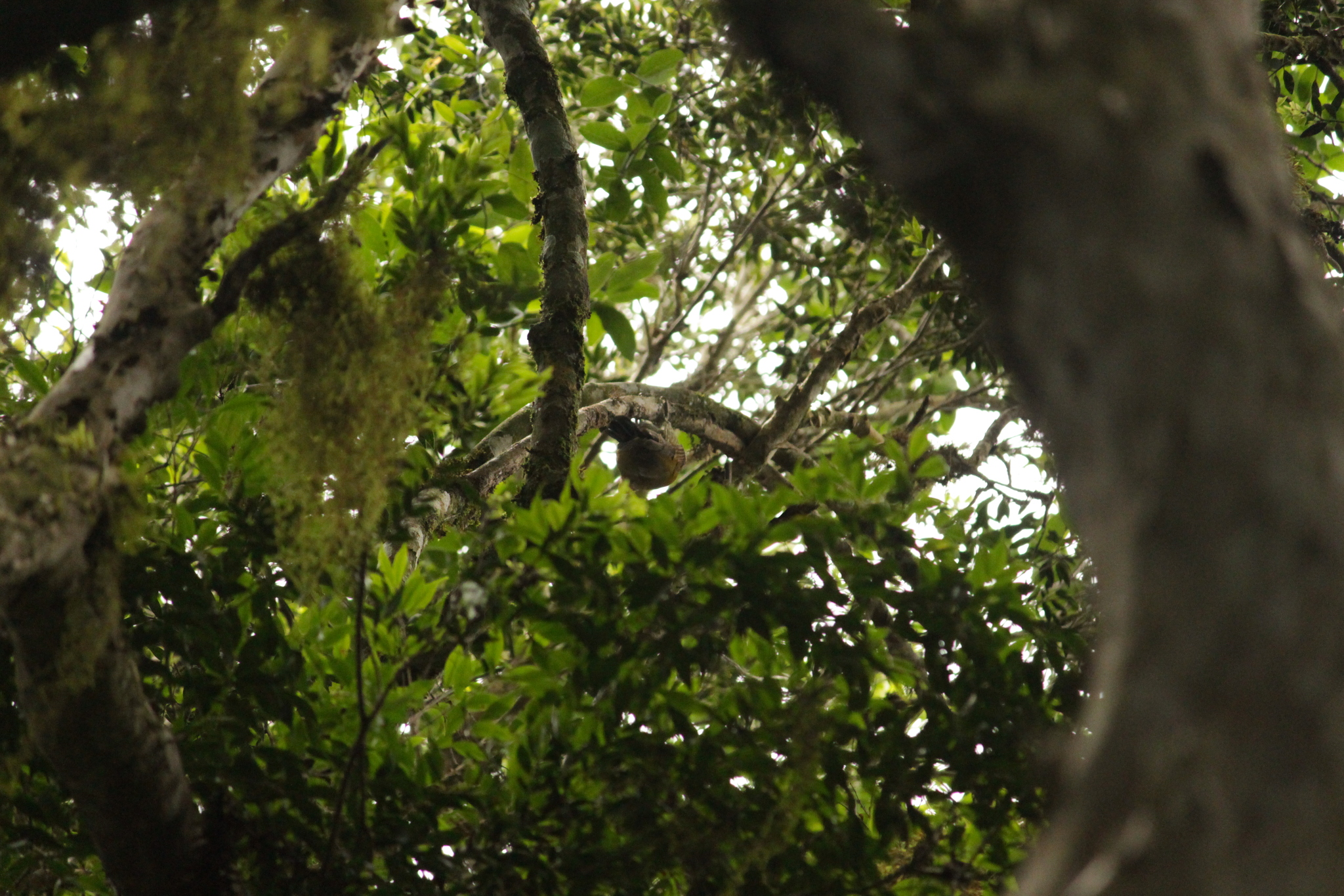 Yellow-browed Woodpecker (Piculus aurulentus), photo 10