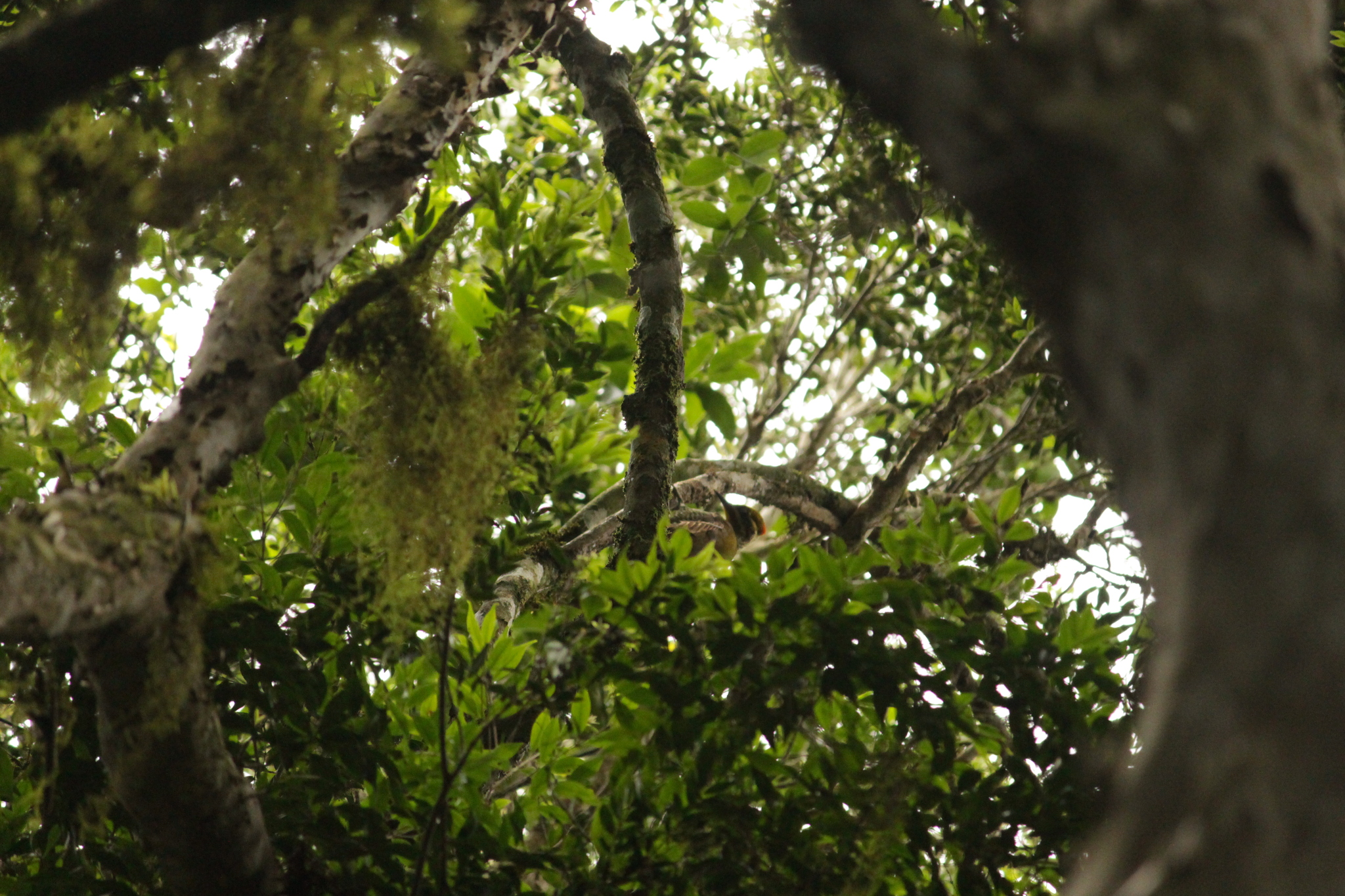 Yellow-browed Woodpecker (Piculus aurulentus), photo 9