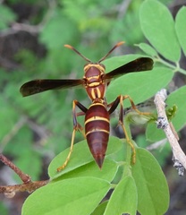 Polistes arizonensis