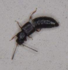 Oxytelinae
