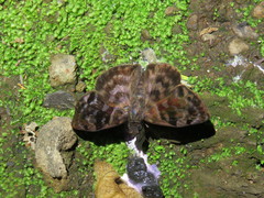 Ebrietas