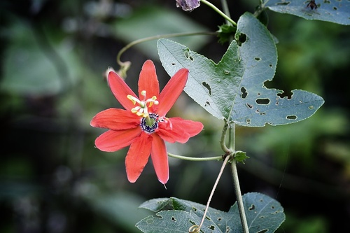 Foto de Maracujá-vermelho