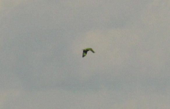 Vinaceous-breasted Amazon (Amazona vinacea), photo 3