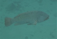 Lethrinus erythracanthus