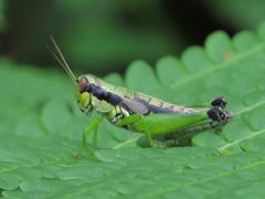 Melanoplus gracilis