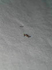 Caloptilia bimaculatella